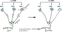 京大など、特定の神経回路だけを除去できる「遺伝子導入法」の開発に成功