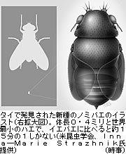 最小のハエ、タイで発見 アリに寄生し繁殖か