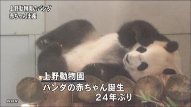 パンダ「シンシン」が出産＝東京・上野動物園