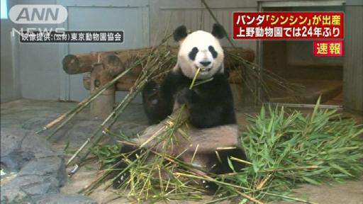 パンダ「シンシン」が出産 上野動物園で24年ぶり