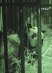 上野動物園でパンダ出産 ２４年ぶり、自然交配は初