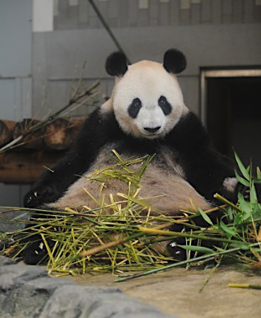 赤ちゃんパンダ誕生！上野動物園２４年ぶり