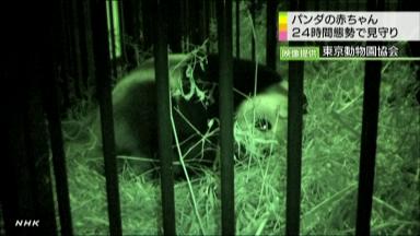 パンダ:東京・上野動物園のシンシン出産 すんなり出産、飼育員ほっと−−２４年ぶり